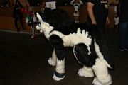 IMG_2611 